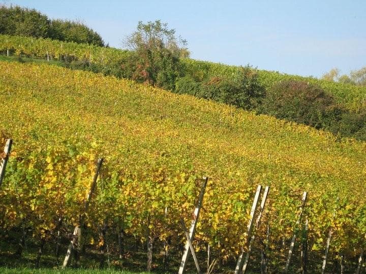 VINA ŽLIČAR, ORMOŽ