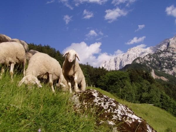 TURISTIČNA BIO KMETIJA MAKEK, ZGORNJE JEZERSKO