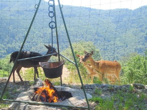 TURISTIČNA KMETIJA JELENOV BREG POD MATAJURJEM, KOBARID