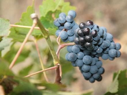 VINA JEJČIČ, VINARSTVO JEJČIČ, BRANIK