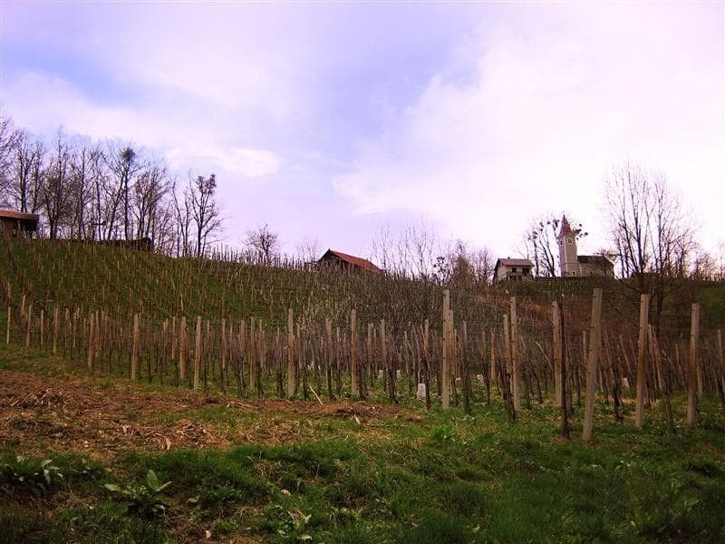 VINA, NAKUP MESNIH IZDELKOV - SVEŽE MESO, SUHO MESO, MESO ZA ŽAR, MESO ZA KUHANJE, KMETIJA PRIBOŽIČ,