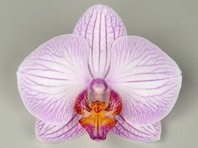 OCEAN ORCHIDS, DOBROVNIK