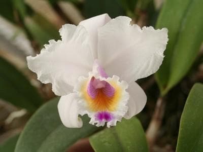 OCEAN ORCHIDS, DOBROVNIK
