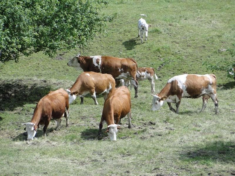 EKOLOŠKA KMETIJA POTOČNIK POPRASK, ŠMARTNO OB PAKI