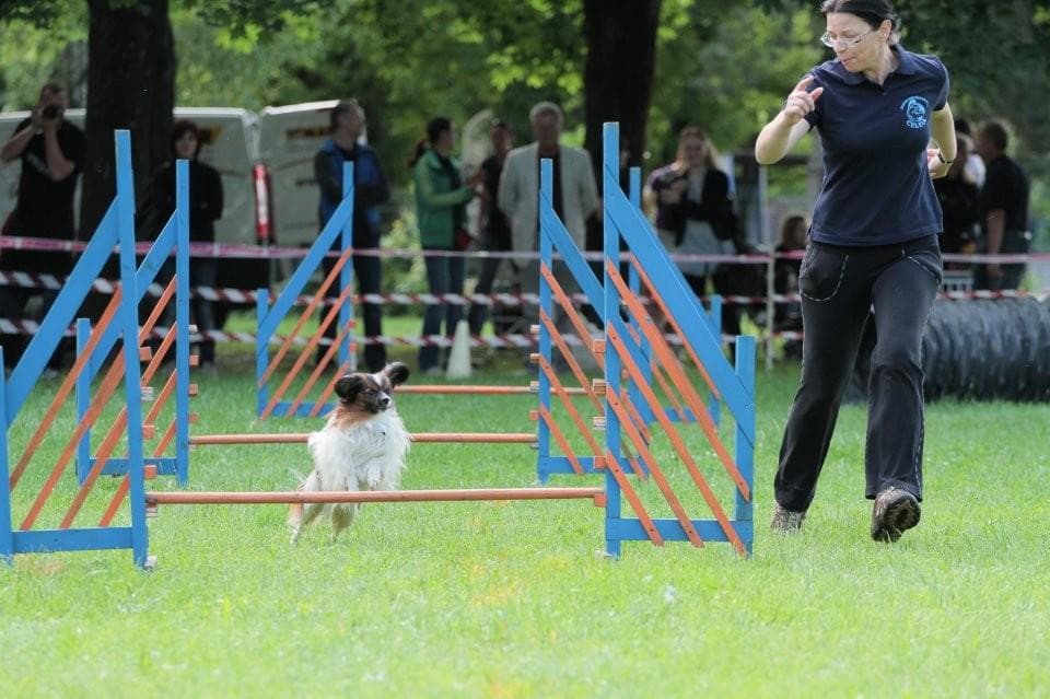 KINOLOŠKO DRUŠTVO CELJE