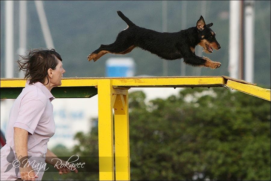 KINOLOŠKO DRUŠTVO AGILITY ILIRIJA, LJUBLJANA