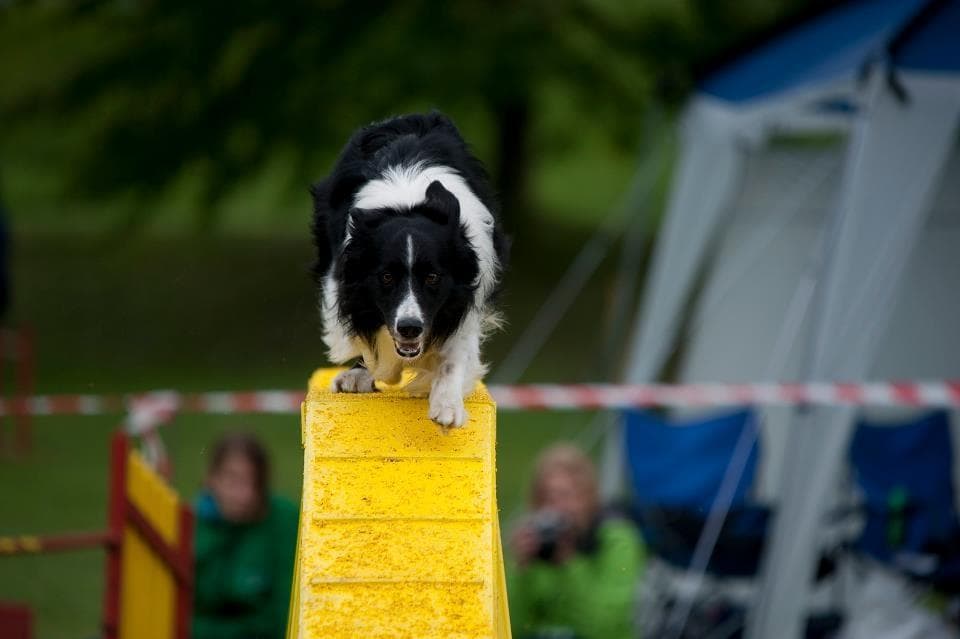 KINOLOŠKO DRUŠTVO AGILITY ILIRIJA, LJUBLJANA