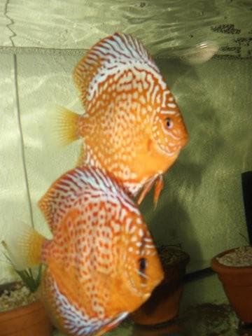 AKVARIJSKE RIBE DISKUS