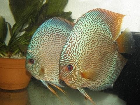 AKVARIJSKE RIBE DISKUS