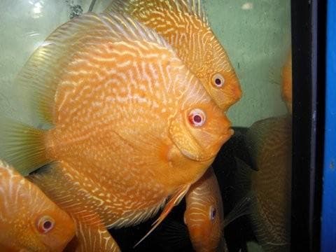 AKVARIJSKE RIBE DISKUS