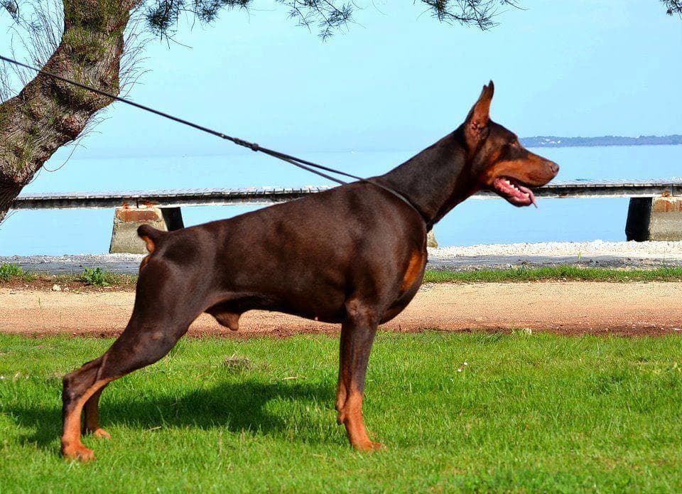 KINOLOŠKO DRUŠTVO EURO DOBERMANN CLUB, ŠENTILJ V SLOVENSKIH GORICAH