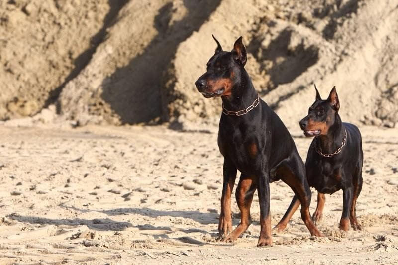 KINOLOŠKO DRUŠTVO EURO DOBERMANN CLUB, ŠENTILJ V SLOVENSKIH GORICAH