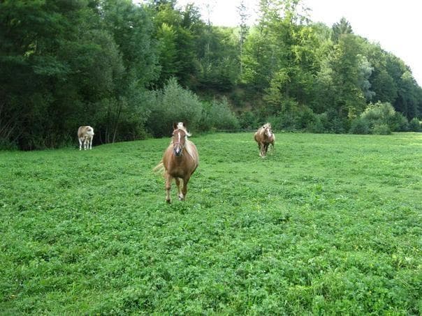 TURISTIČNA KMETIJA ŽUREJ - JEČOVO, GORICA PRI SLIVNICI