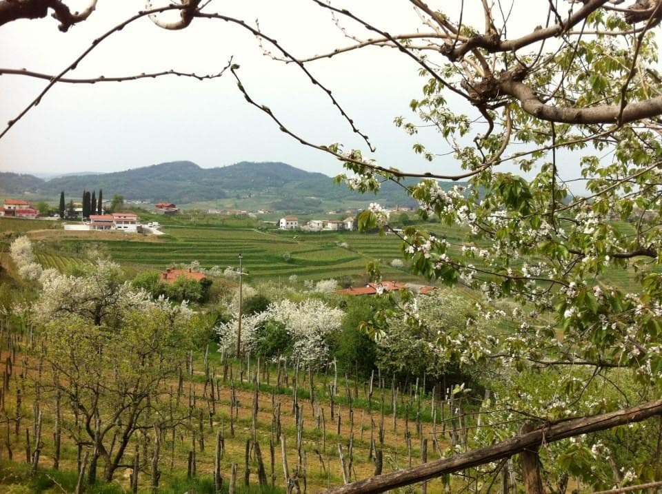 TURISTIČNA KMETIJA KLINEC, MEDANA