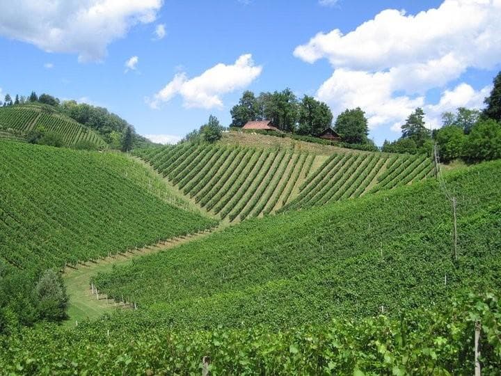 VINO GRABEN, BIZELJSKO