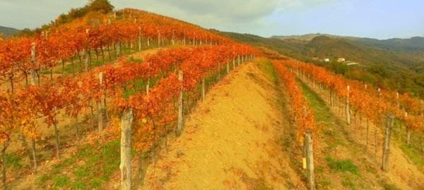 VINOGRADNIŠTVO IN VINARSTVO ČARGA, DOBROVO V BRDIH