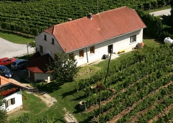 VINOGRADNIŠTVO CVITANIČ, DEGUSTACIJA VIN, RENSKI RIZLING, DIŠEČI TRAMINEC, MUŠKAT OTONEL