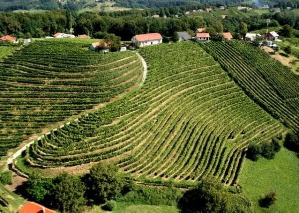 VINOGRADNIŠTVO CVITANIČ, DEGUSTACIJA VIN, RENSKI RIZLING, DIŠEČI TRAMINEC, MUŠKAT OTONEL