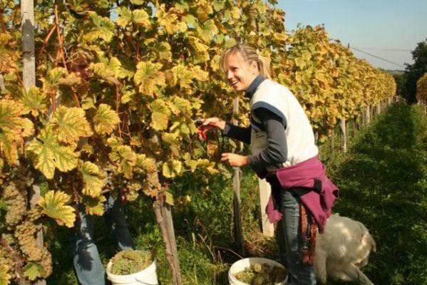 VINOGRADNIŠTVO PEČOVNIK, JOŽE PEČOVNIK, SLOVENSKA BISTRICA