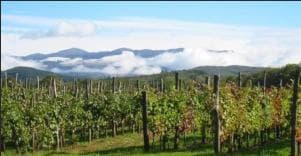 PRODAJA IN DOSTAVA TOČENEGA IN BUTELJČNEGA VINA KRAS, TRBOVLJE