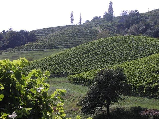 VINARSTVO KODER