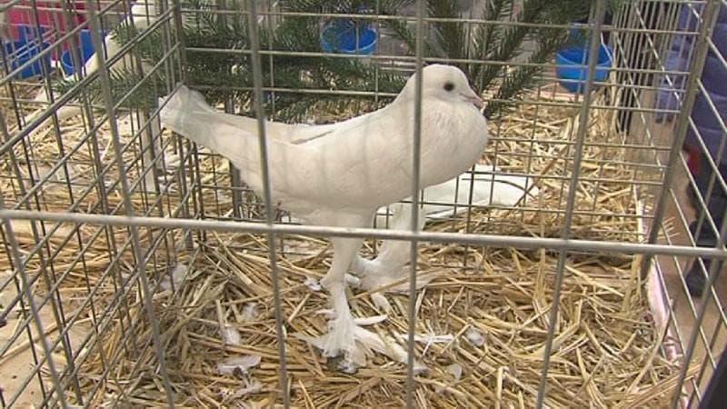 DRUŠTVO GOJITELJEV MALIH ŽIVALI KRANJ, ŽABNICA