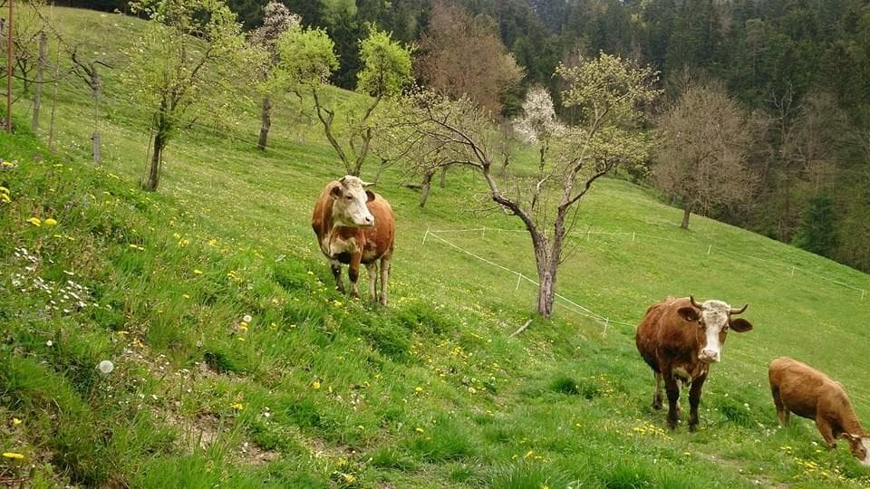 EKOLOŠKA KMETIJA LEDER, SLOVENJ GRADEC