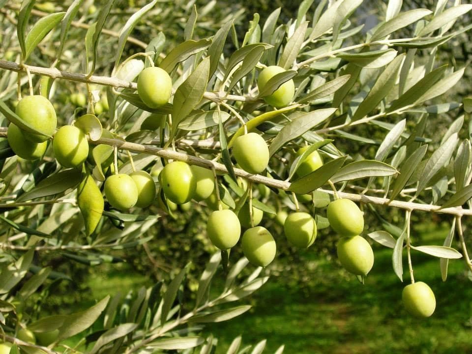 AUTENTICA, MATJAŽ PRIMC S.P., KOPER