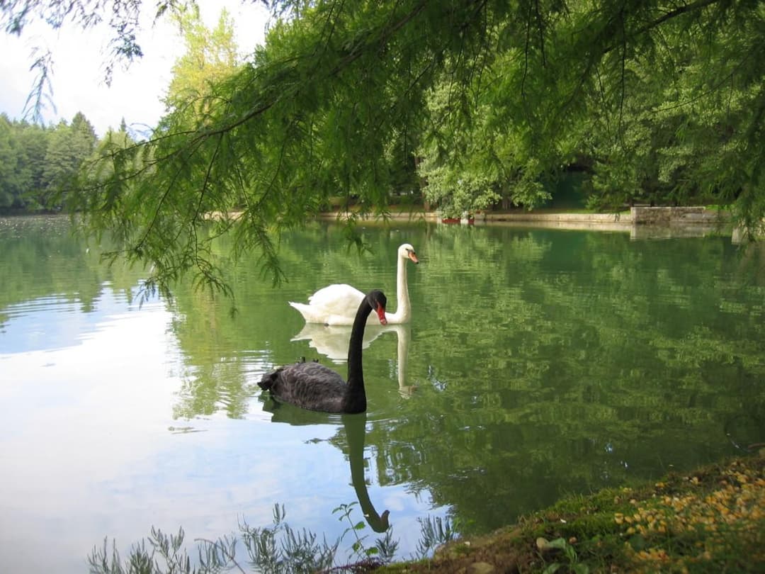 RIBOGOJNIŠTVO MERIBA, MITJA MEGLIČ S.P., TRŽIČ cover