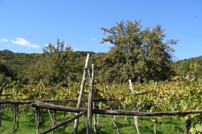 TURISTIČNA KMETIJA ŠTANFEL, KOJSKO