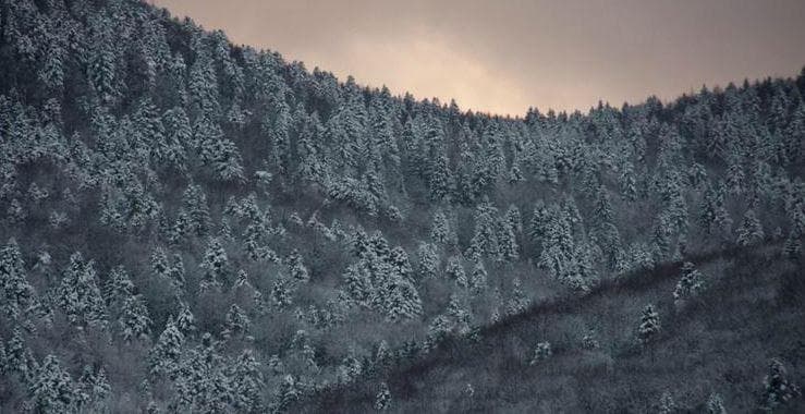 FOTO TANJA RISTIĆ
