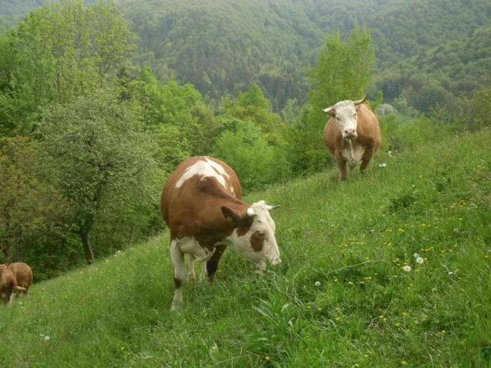 APARTMAJI KAMNIK TK HRIBAR