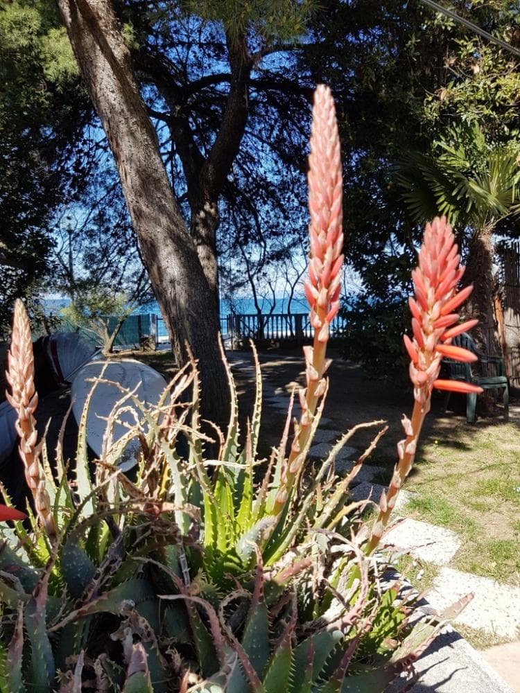 APARTMAJI OB MORJU IZOLA