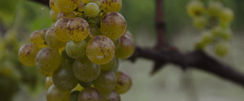 KMETIJA BORDON, DRUŽINSKO VINOGRADNIŠTVO, DEKANI