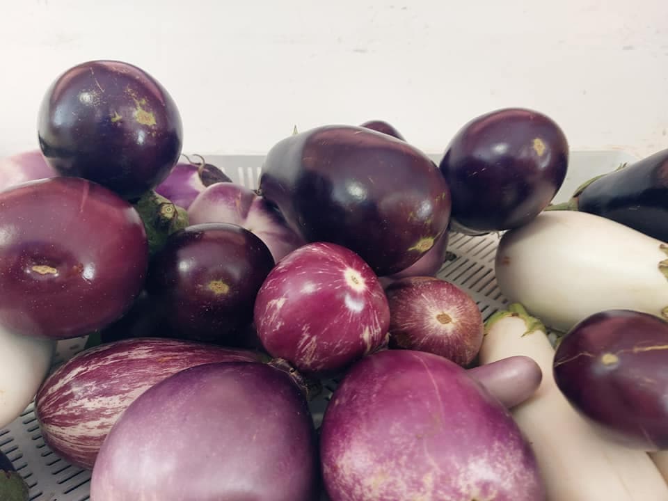 KMETIJA JUREČIČ, PROIZVODNJA SADIK, PODBOČJE
