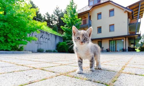 NOČITVE, SOBE Z ZAJTRKOM, APARTMAJI, ZASEBNA SPA RAZVAJANJA, TERMALNO KOPANJE, VILA AINA, LAŠKO