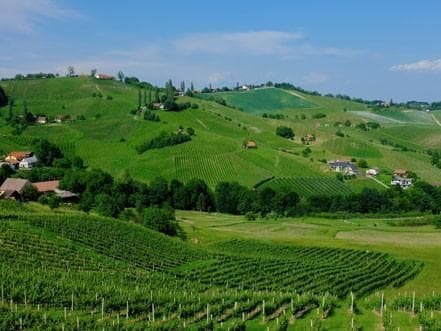 SVEČINA DOMAČE VINO SOBE NA KMETIJI UGODNE NOČITVE TURISTIČNA KMETIJA KMEČKE POJEDINE