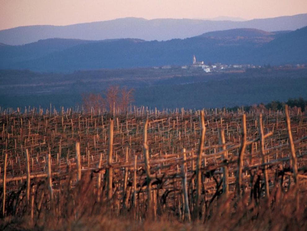 TERAN, MALVAZIJA, DOMAČA VINA, SOKOVI IN DOMAČA HRANA, KMETIJA VRABEC, DUTOVLJE