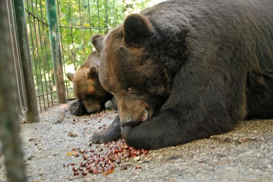 ZOO GWARI ZA ŽIVALI IN OTROKE