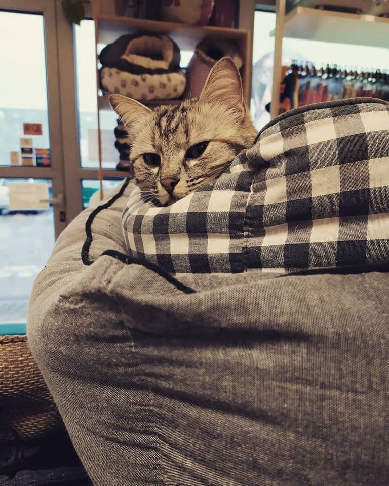 HRANA IN PRIPOMOČKI ZA MALE ŽIVALI, POSLADKI, ZAŠČITA PRED KLOPI, TRGOVINA ZA MALE ŽIVALI, SEŽANA