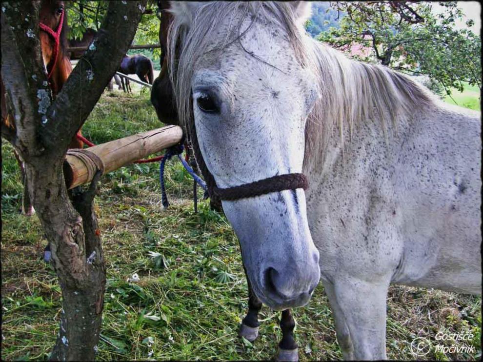 Gostišče Močivnik