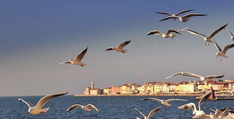 GUESTHOUSE STARA ŠOLA KORTE, IZOLA