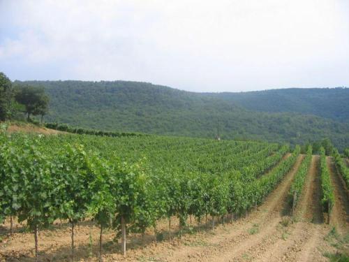 TOURIST FARM TONIN AGRITURISMO TONIN PRAZNOVANJE ROJSTNEGA DNE NA KMETIJI