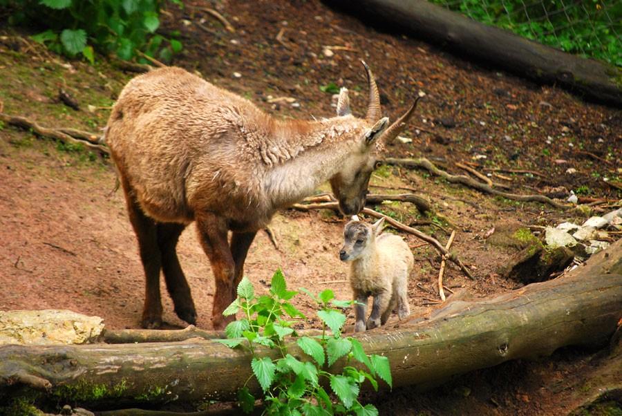 Zoo Rozman Horjul Zivalski vrt