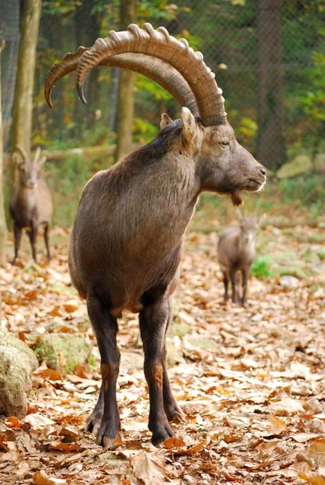 Zoo Rozman Horjul Zivalski vrt