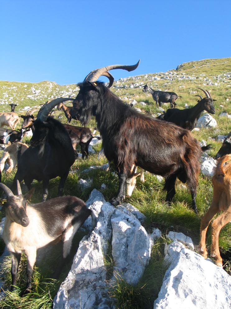 Agriturismo Kobarid