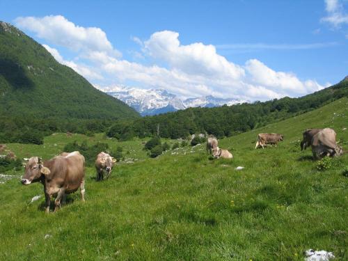 AGRITURISMO KOBARID, APARTMENT KOBARID 5+2