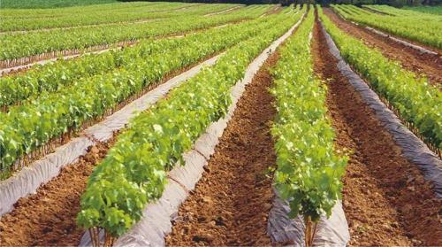 TRSNE CEPLJENKE SADIKE ZA VINSKO TRTO | VINE SEEDLINGS