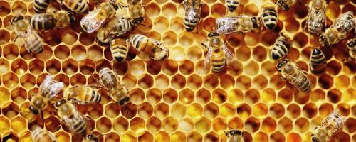 SLOVENSKI MED, MEDENA DARILA, MEDENI LIKER, IZDELKI IZ ČEBELJEGA VOSKA, BOŽNAR ČEBELARSTVO