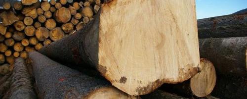 LADIJSKI POD, OPAŽ, BRUNE, ŽAGAN LES, LES ZA OSTREŠJA, ŽAGOVINA, LES IZ SAVINJSKE DOLINE, NAZARJE